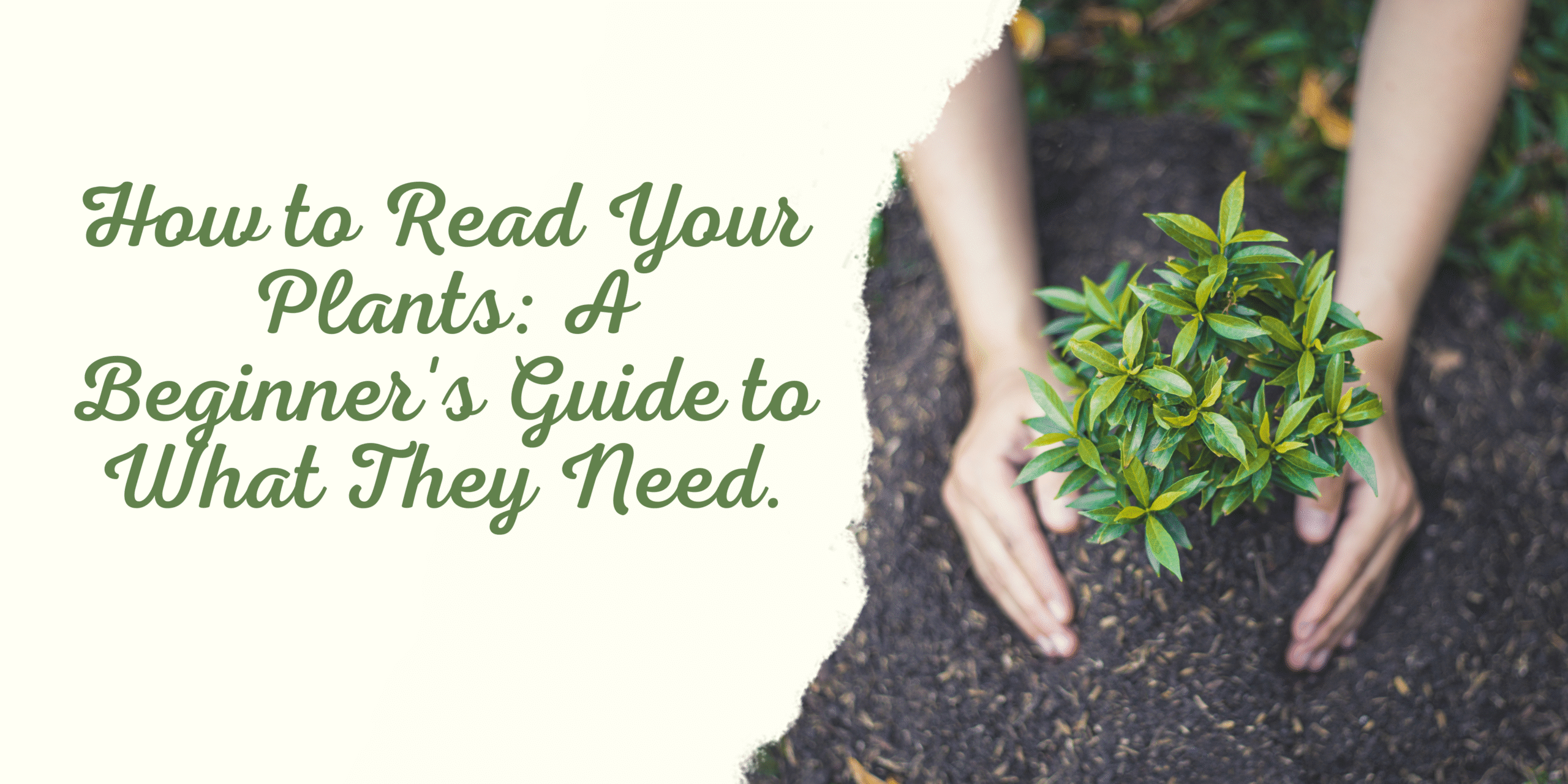 How to Read Your Plants: A Beginner’s Guide to What They Need.