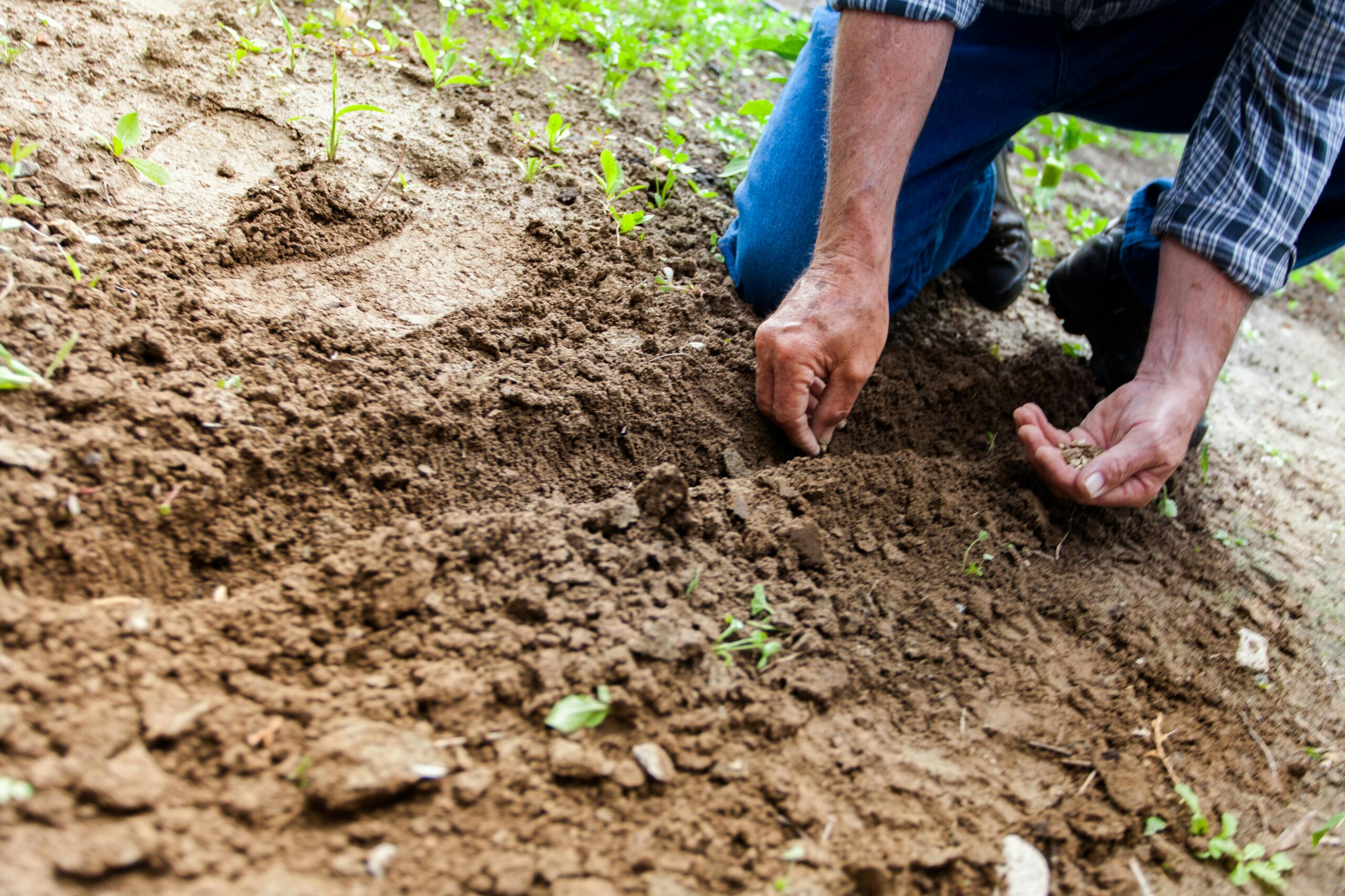 Container Gardening vs. Raised Beds: Which Is Right for You?